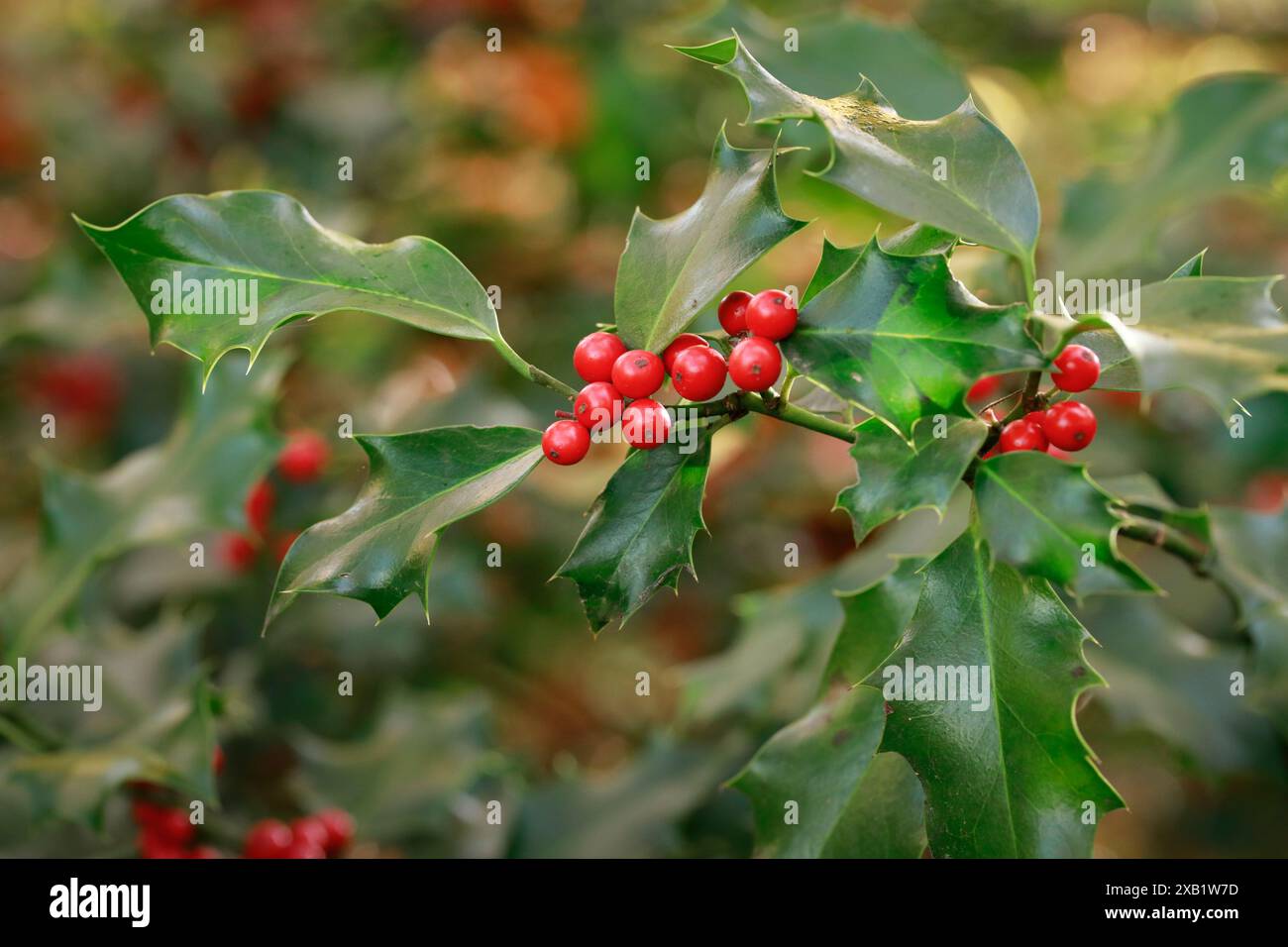 Botanik, Europäischer stechpalme (ilex aquifolium), im Holz, NICHT-EXKLUSIV-VERWENDUNG FÜR FALTKARTEN-GRUSSKARTEN-POSTKARTEN-VERWENDUNG Stockfoto