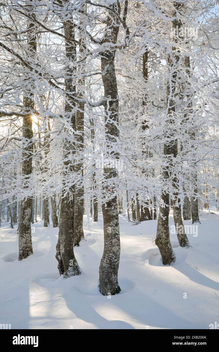 Botanik, Buche (Fagus sylvatica), tief verschneite Buchenwälder im Neuenburger Jura, Winter, KEINE EXKLUSIVE VERWENDUNG FÜR FALTKARTEN-GRUSSKARTEN-POSTKARTEN-NUTZUNG Stockfoto