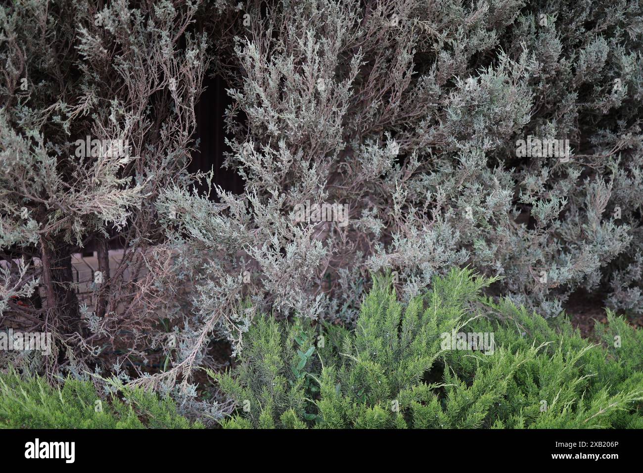 Rakete thuja -Fotos und -Bildmaterial in hoher Auflsung  Alamy