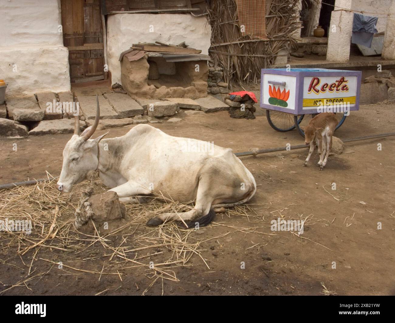 Wasserbüffel essen in der Nähe des Eingangs zum Hindu-Tempel in Indien. Stockfoto