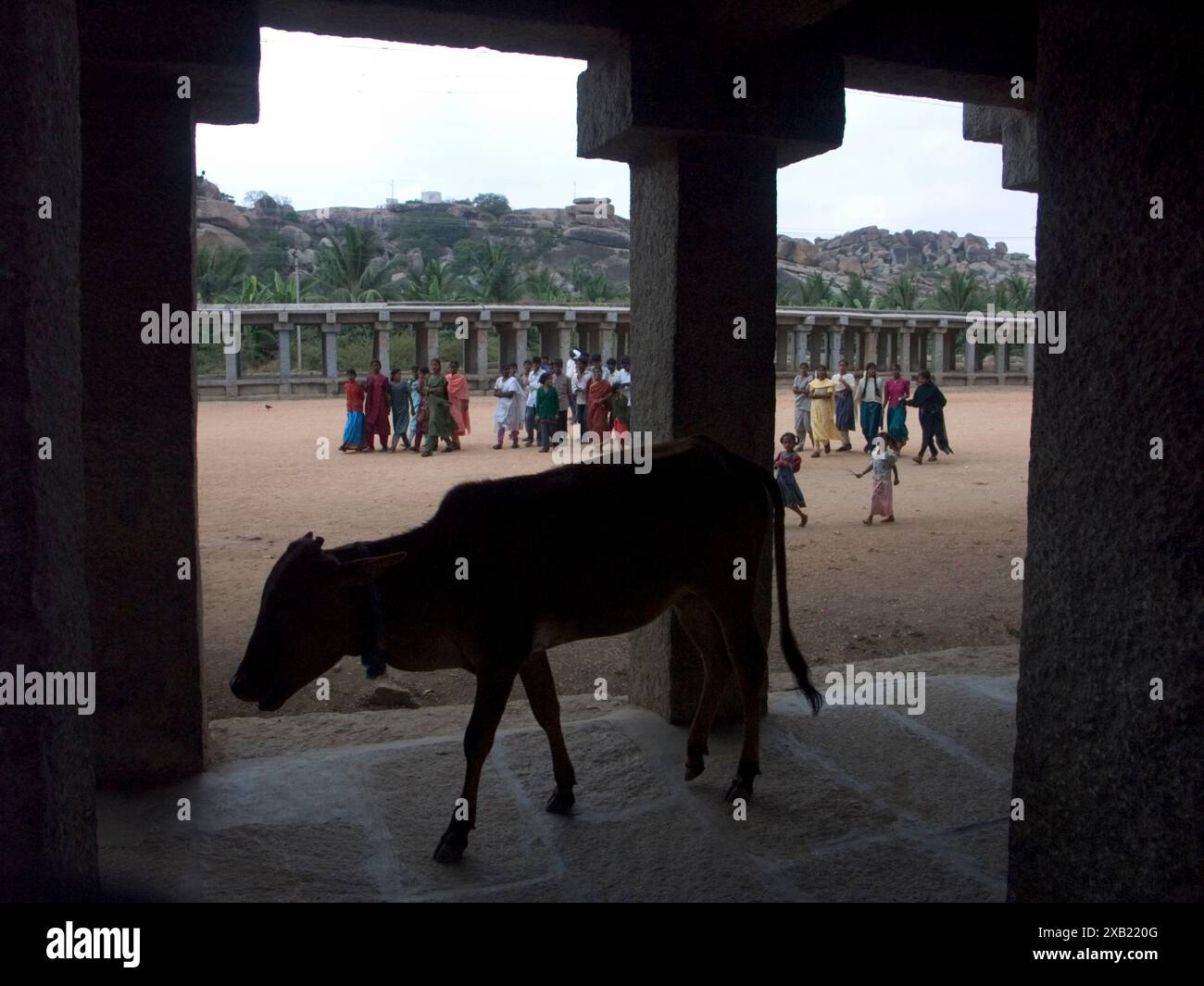 Kuh spaziert in der Nähe des Eingangs zum Hindu-Tempel in Hampi, Karnataka, Indien. Stockfoto