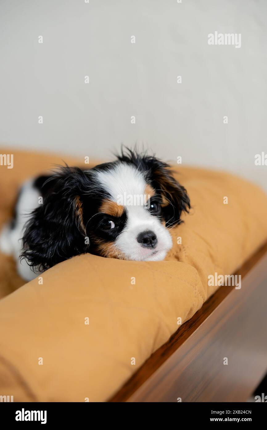 Cavalier King Charles Spaniel Welpe spielt Hundebett in einem Wohnzimmer Stockfoto