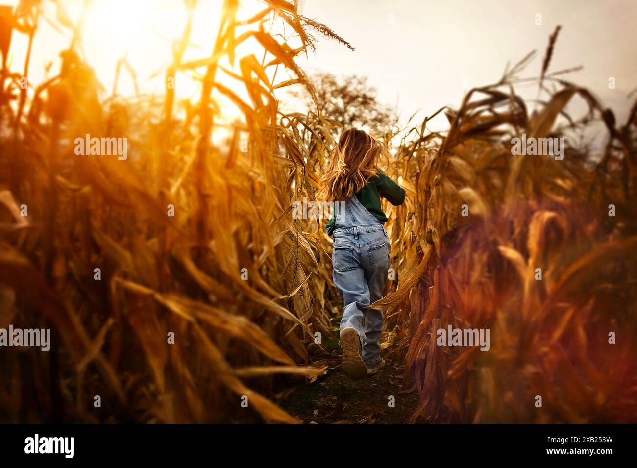 Junge Mädchen Overalls, die von hinten durch Maisfeld rennen Stockfoto