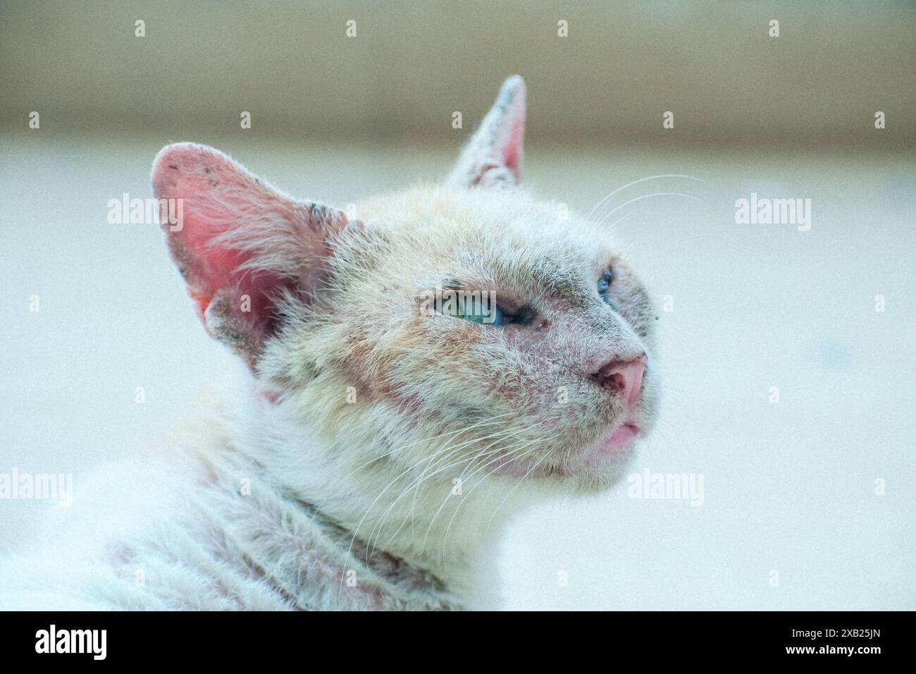 Ein herzerwärmendes Bild einer Katze, die einen Moment der Entspannung genießt, während sie einen Juckreiz zerkratzt. Sanfte Beleuchtung und dezente Texturen. Stockfoto