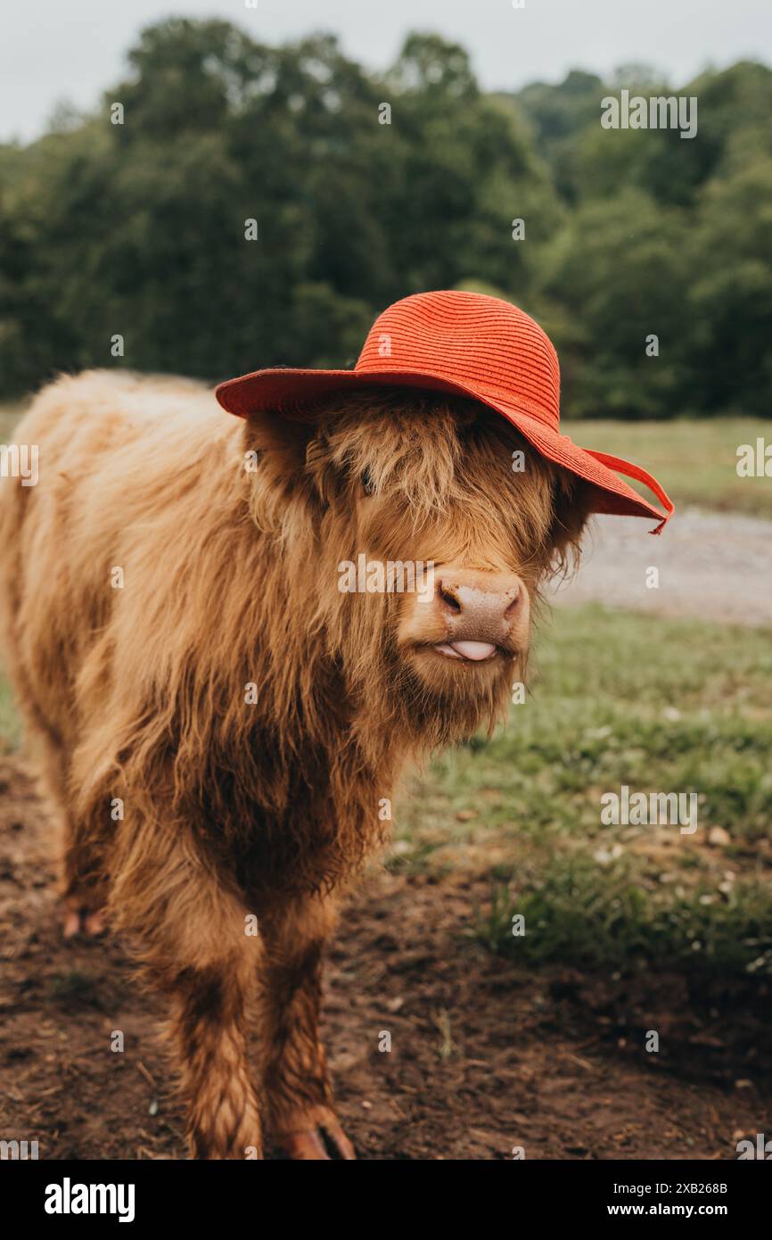 Highland Cow mit Hut North Carolina Stockfoto