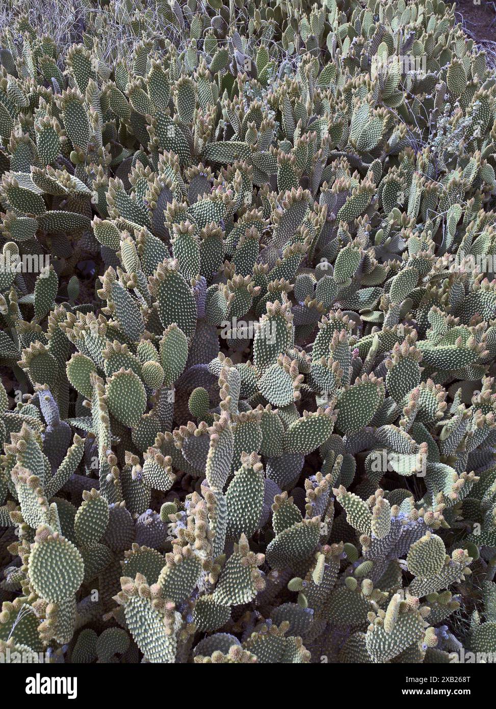 Cactus Microdasys Lehm, wissenschaftlicher Name Opuntia Microdasys. Stockfoto