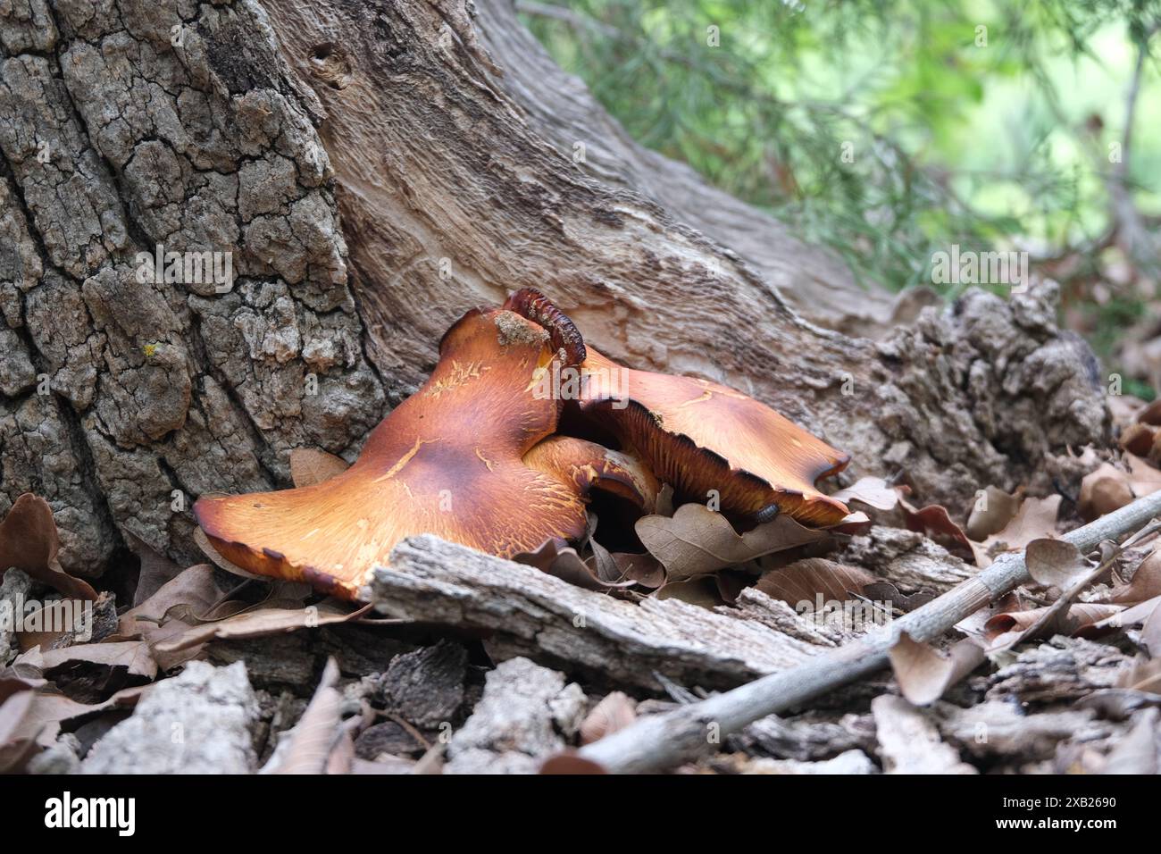 Beefsteak Pilze im Wald auf dem Boden von Baumwurzeln Stockfoto