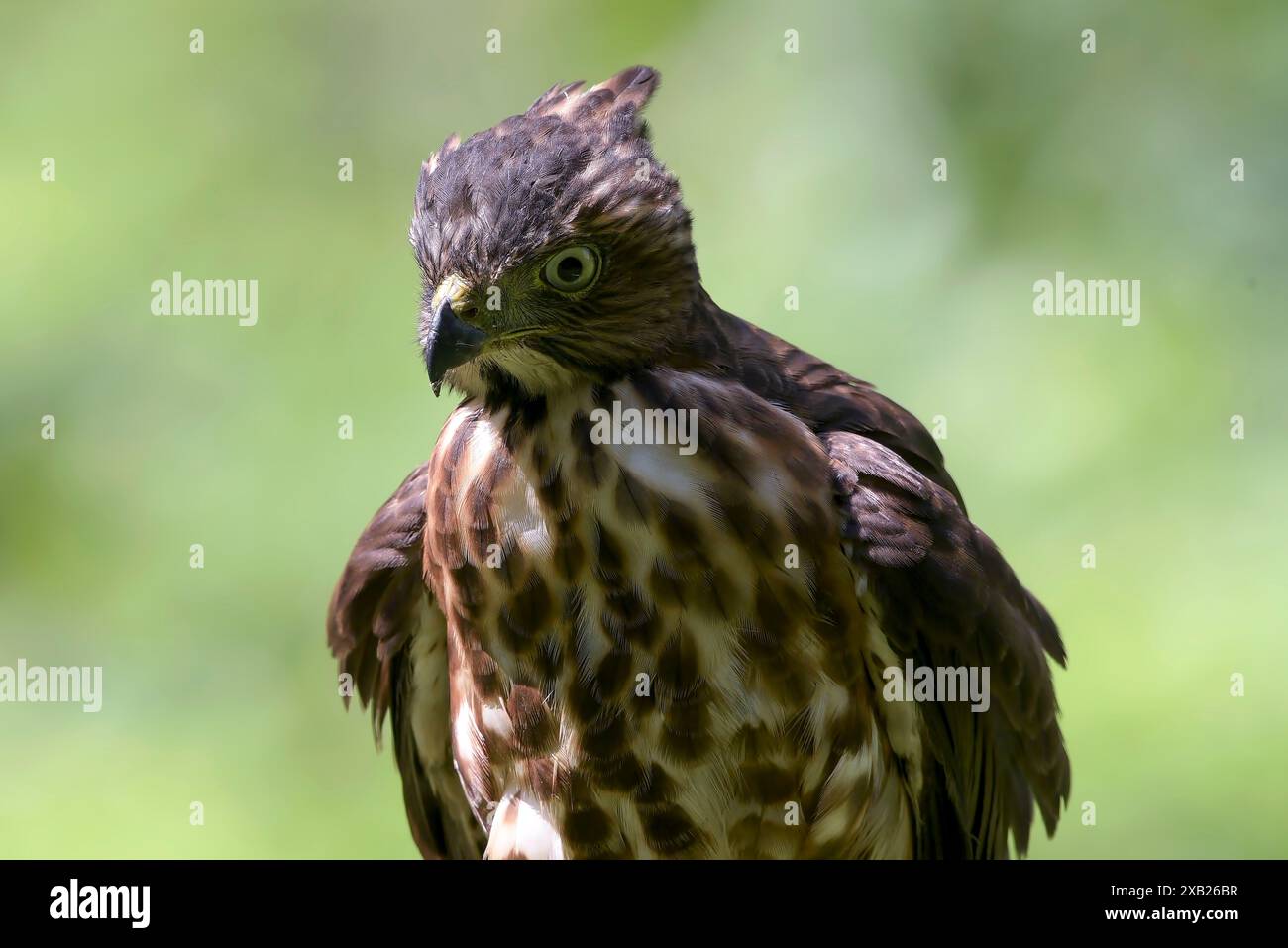 Wappen-Schawk mit scharfen Augen auf der Suche nach Beute Stockfoto
