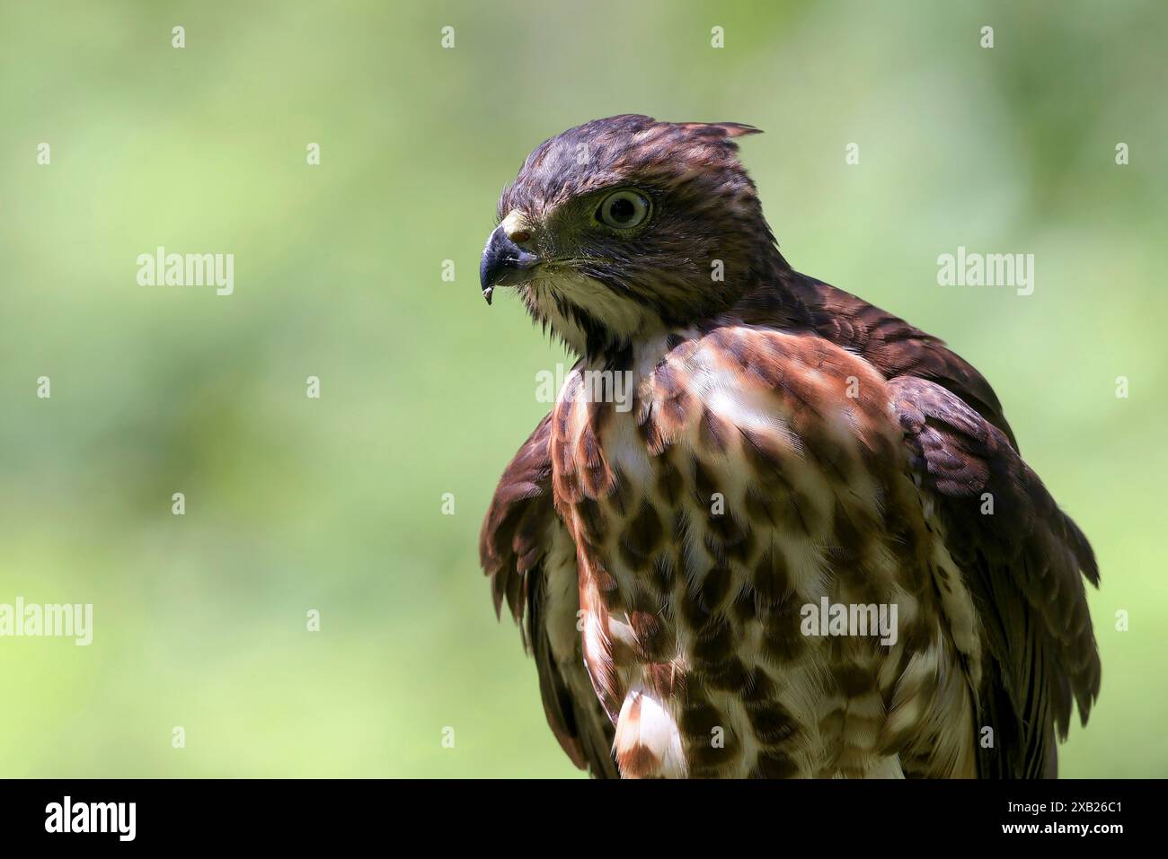 Wappen-Schawk mit scharfen Augen auf der Suche nach Beute Stockfoto