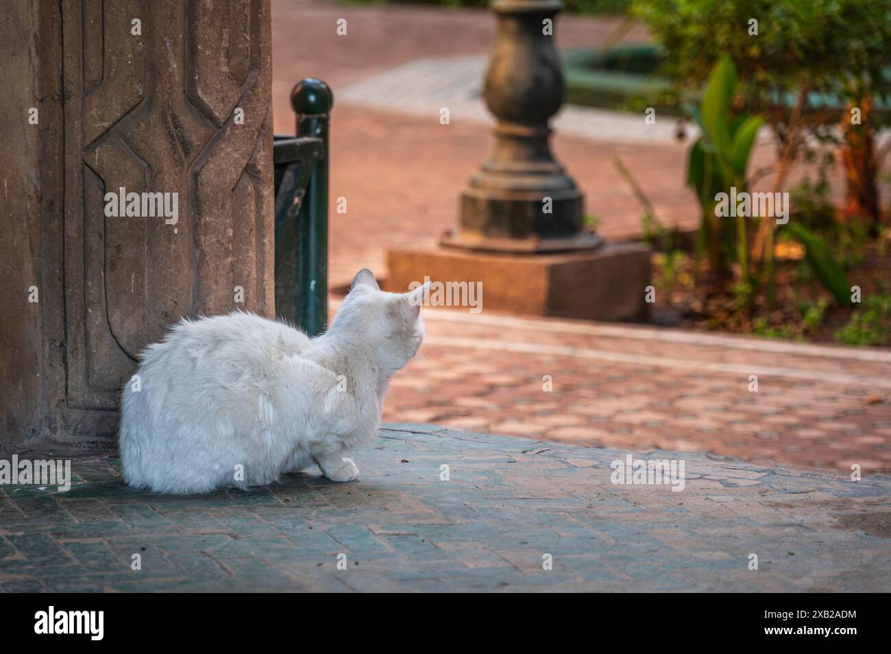 Straßenkatze aus Marrakesch, Marokko. Sitzt in einer Tür zu einem Riad-Garten Stockfoto