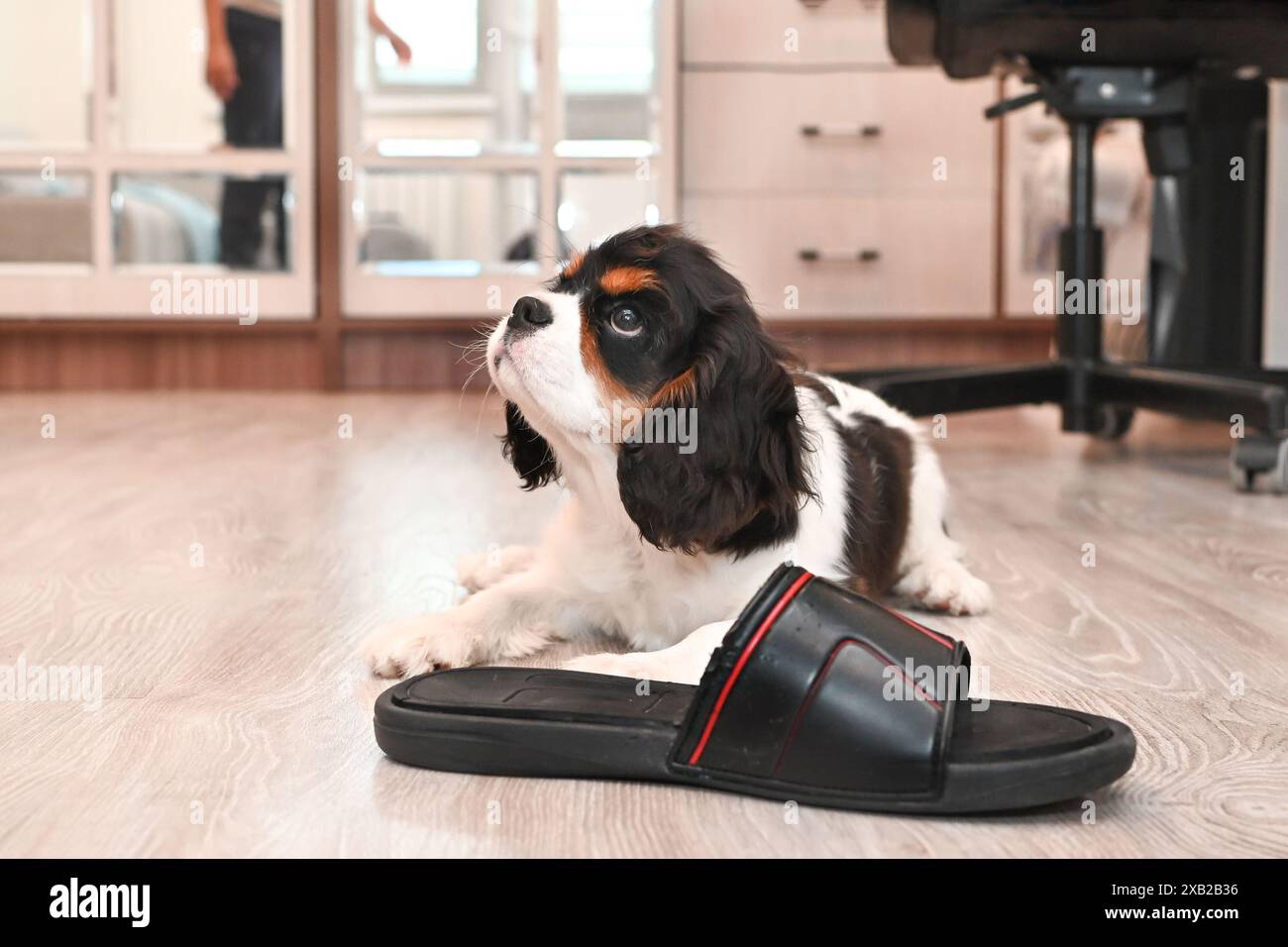 Der kleine Kavalier King Charles Spaniel Welpe wird von seinem Besitzer trainiert, sich zu Hause gut zu verhalten. Der Welpe kaut derzeit im Rahmen von obe an Schuhen Stockfoto