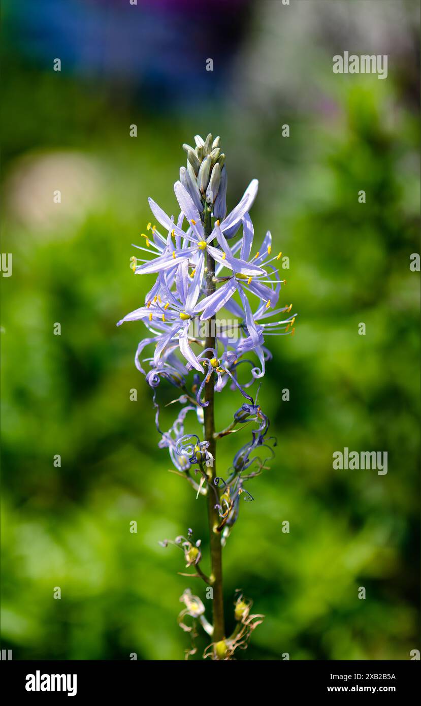 Violette rosa wilde Hyazinthe mit geringer Schärfentiefe Stockfoto