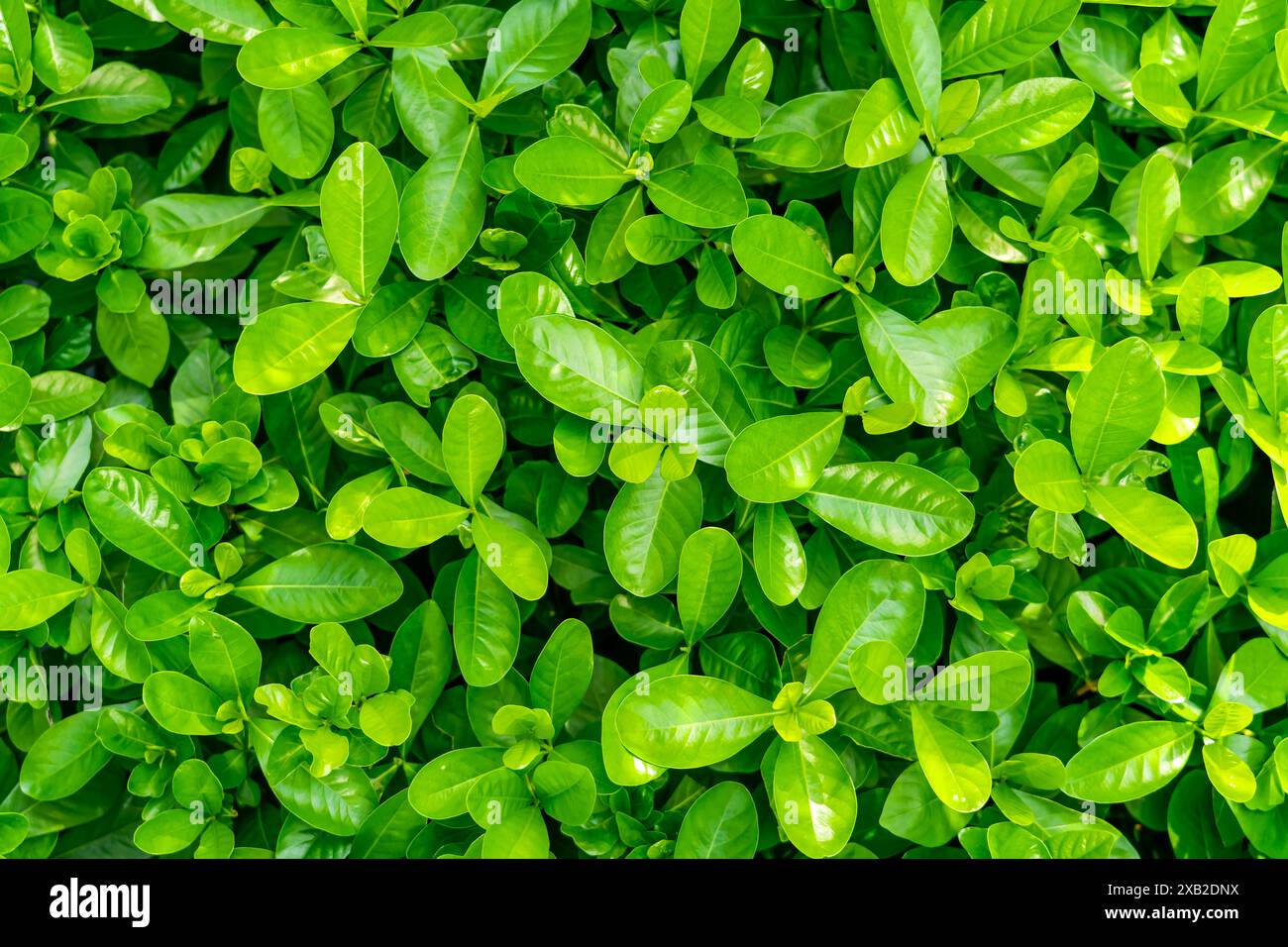 Textur grüne frische Blätter Zierstrauch Landschaftsgestaltung. Stockfoto