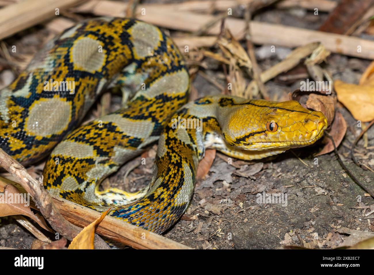 Retikuliertes Python (Malayopython reticulatus) mit gelbem Muster Stockfoto