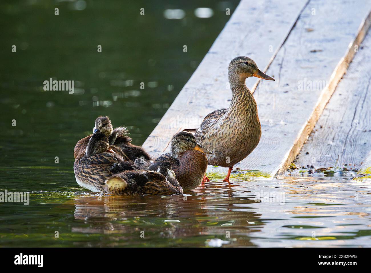 Stockenten mit Nachkommen am Ententeich (Anas platyrhynchos) Stockfoto