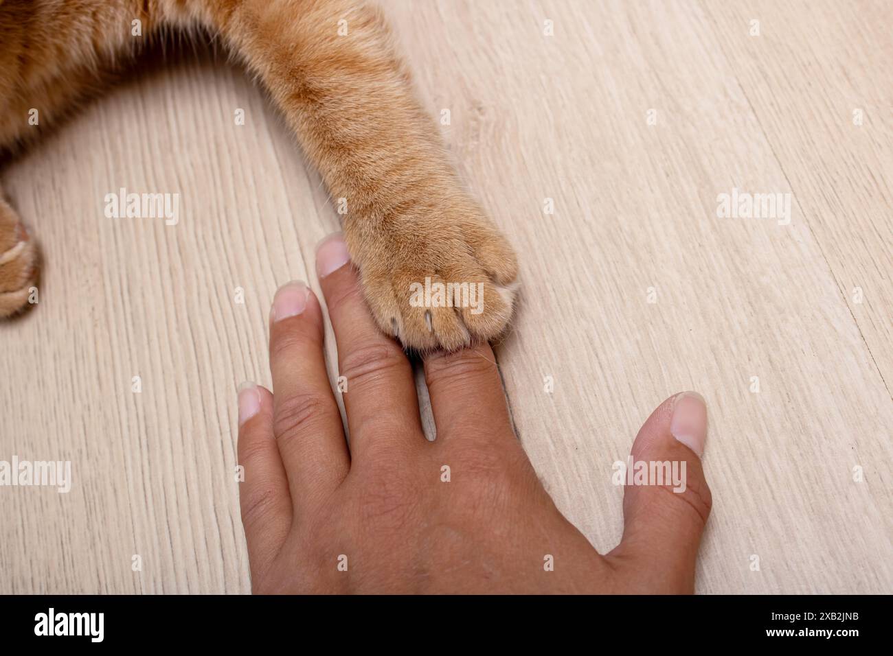 Eine Person streichelt sanft die Pfoten einer Katze, während beide auf einem Holzboden sitzen und die sanfte Interaktion zwischen Mensch und Tier genießen Stockfoto