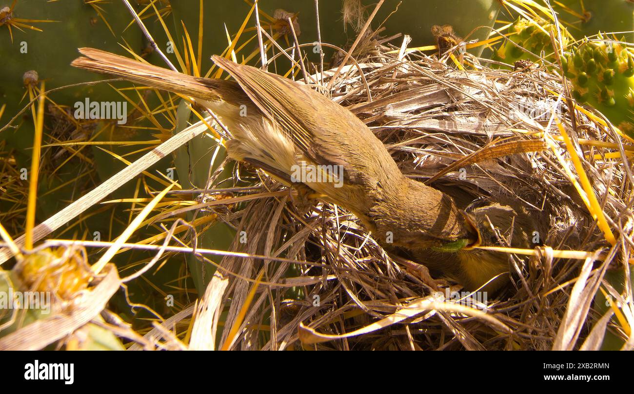 Ein kanarischer Chiffchaff ernährt seine hungrigen Küken sorgfältig, während er am Rand des Nestes zwischen Dornzweigen sitzt Stockfoto