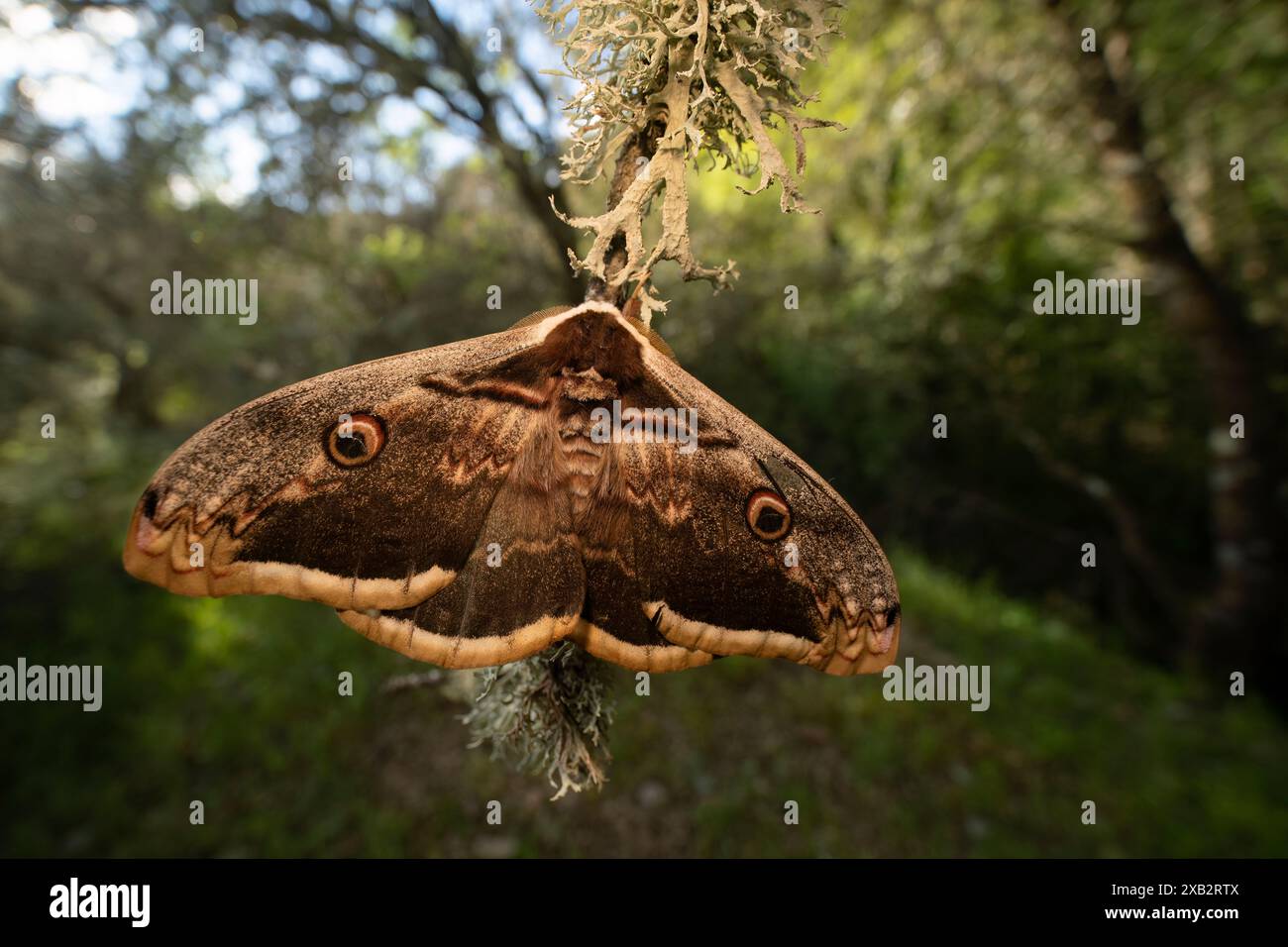 Herrlicher großer Pfauenmotten in der Natur, mit seiner riesigen Flügelspannweite und einzigartigen Mustern, die Augen nachahmen, um Raubtiere abzuschrecken. Stockfoto