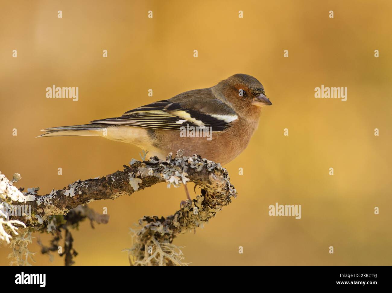 Ein männlicher Chaffinch, der seine markanten Farben und Markierungen zeigt, thront anmutig auf einem mit Flechten bedeckten Zweig gegen einen glatten gelben, verschwommenen Hintergrund Stockfoto