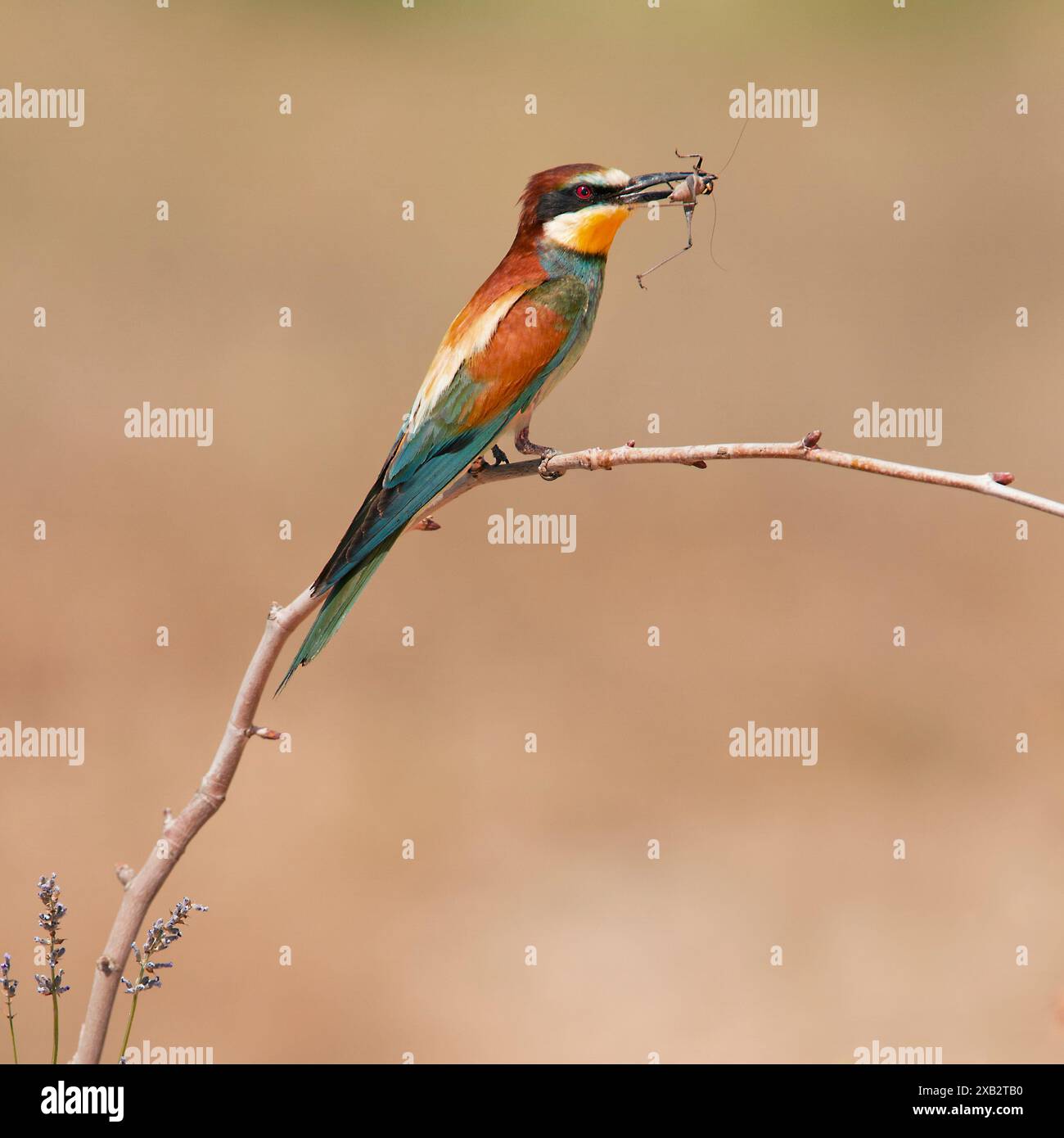 Merops Apiaster, ein lebendiger europäischer Bienenfresser, der auf einem Zweig thront, fängt geschickt eine Heuschrecke vor einem verschwommenen natürlichen Hintergrund Stockfoto