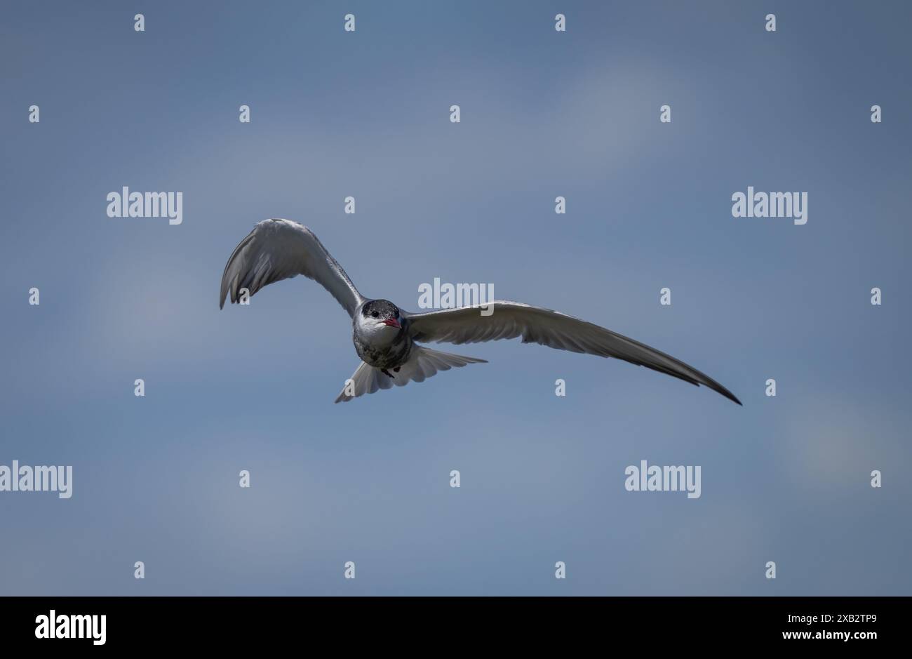 Whiskled Tern im Flug vor einem klaren blauen Himmel, die ihre beeindruckende Flügelspannweite und die bewegliche Natur in ihrem natürlichen Lebensraum zeigen. Stockfoto