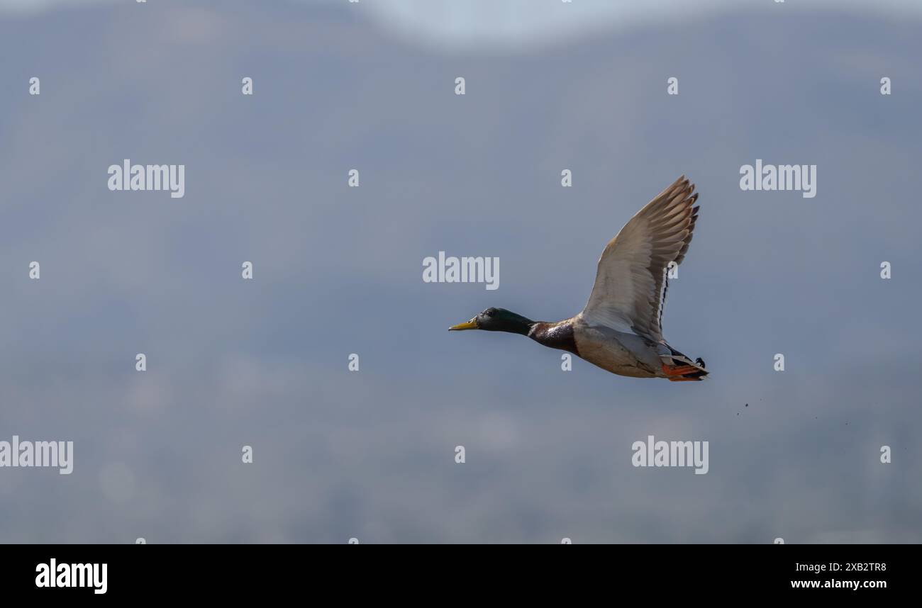Eine Mallard-Ente schwingt am blauen Himmel mit ausgestreckten Flügeln, während sie anmutig fliegt. Stockfoto