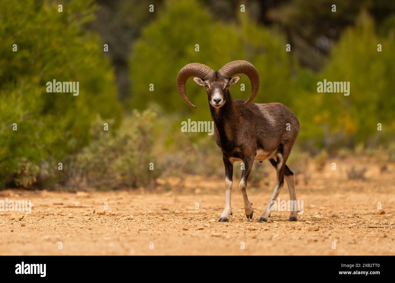 Ein europäischer Mufflon steht stolz auf einem unbefestigten Pfad, mit einer Kulisse aus dichtem Grün, die seine auffälligen Hörner und seine robuste Bauweise hervorhebt. Stockfoto