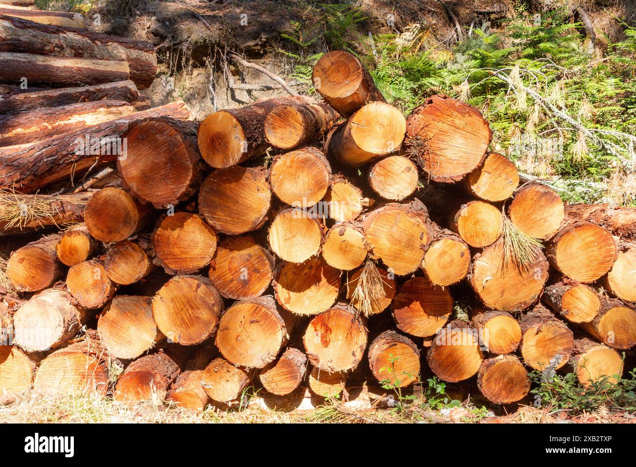 Ein sonniger Blick auf frisch geschnittene Kiefernhölzer, die in der Region Cuenca ordentlich gestapelt sind, zeigt die forstwirtschaftlichen Aktivitäten. Stockfoto