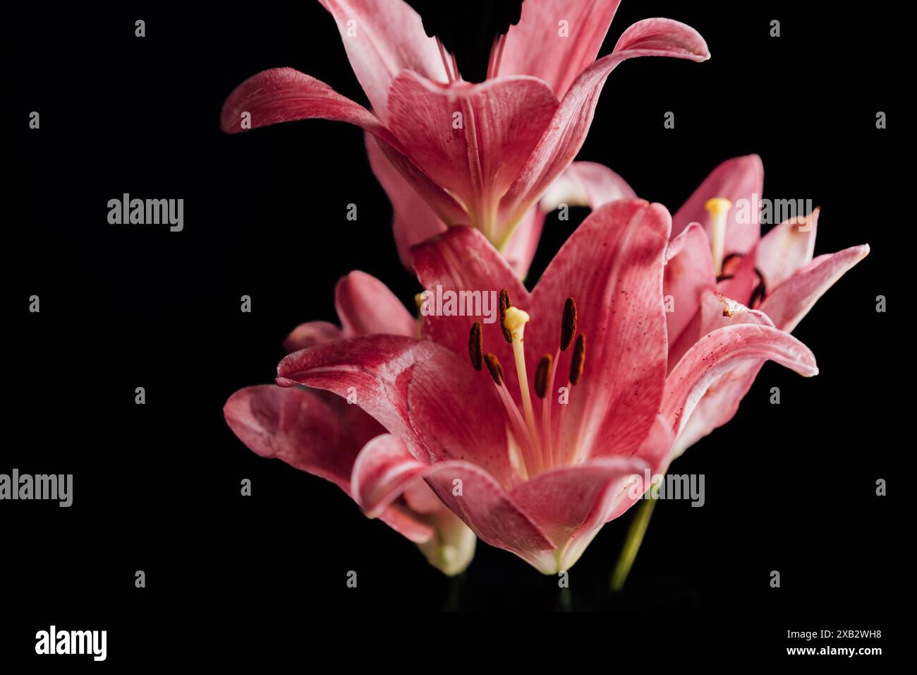 Ein Nahbild mit leuchtenden rosa Lilien mit zarten Blütenblättern und markanten Staubblättern im Kontrast zu einem dunklen Hintergrund. Stockfoto