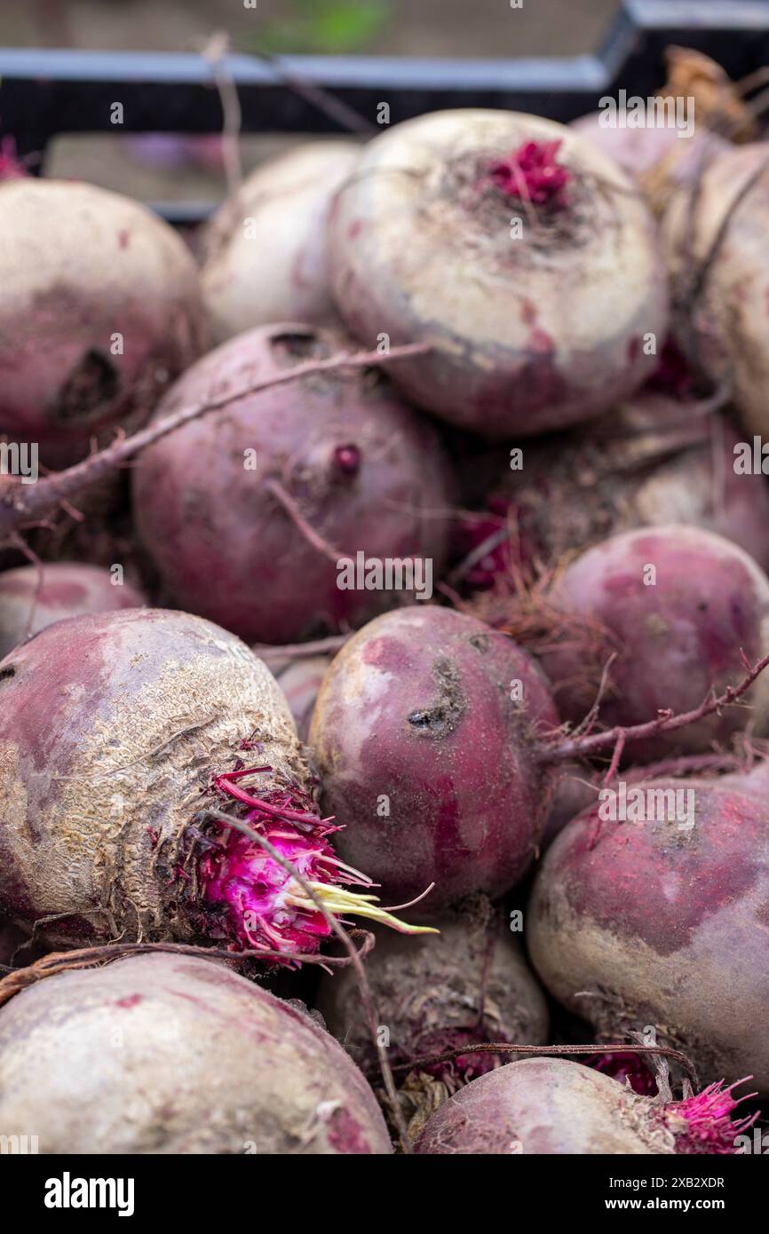 Frisch geerntete Rote Bete mit Bodenrückständen in einer Farmkiste. Stockfoto