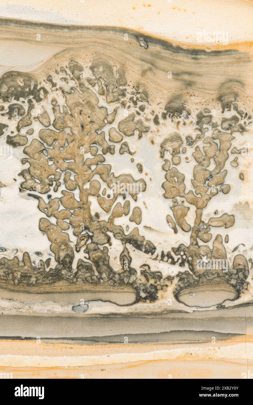 Dies ist ein Nahbild eines Stromatolith-Fossils aus North Bristol, England, das die komplizierten Muster von Fossilien grün und blau-grün zeigt Stockfoto