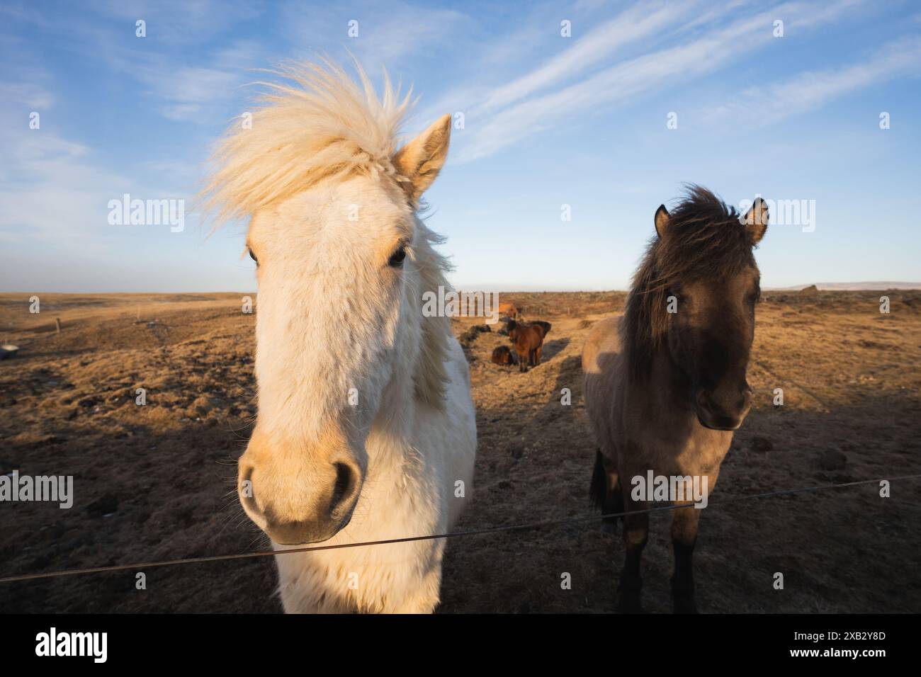 In der goldenen Stunde stehen zwei isländische Pferde, eines weiß und eines braun, auf der kargen, windgepeitschten Landschaft der isländischen Halbinsel Snaefellsnes. Stockfoto