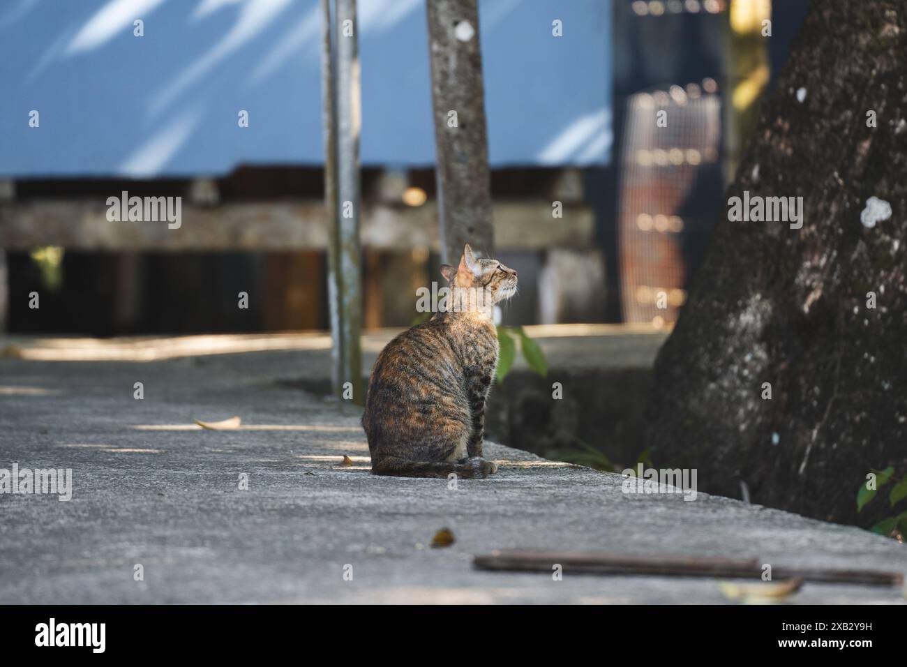 Eine tabby streunende Katze sitzt ruhig und saugt die warmen Sonnenstrahlen auf einem Betonpfad in Costa Rica auf und blickt in die Ferne mit einem tropischen Hintergrund Stockfoto