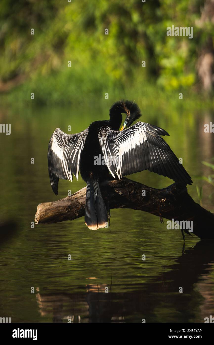 Ein majestätischer Anhinga-Vogel thront auf einem Baumstamm über ruhigen Gewässern in Costa Rica und breitet seine Flügel weit aus, um im warmen Sonnenlicht zu trocknen Stockfoto