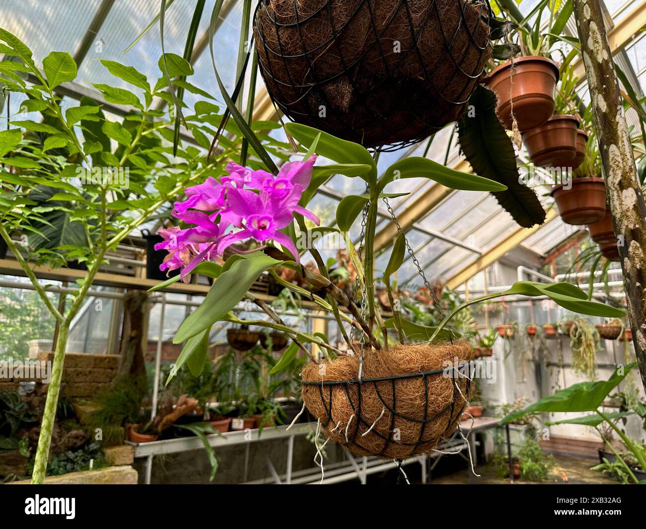 Wunderschöne Orchideenblüten und andere Pflanzen, die im botanischen Garten wachsen Stockfoto