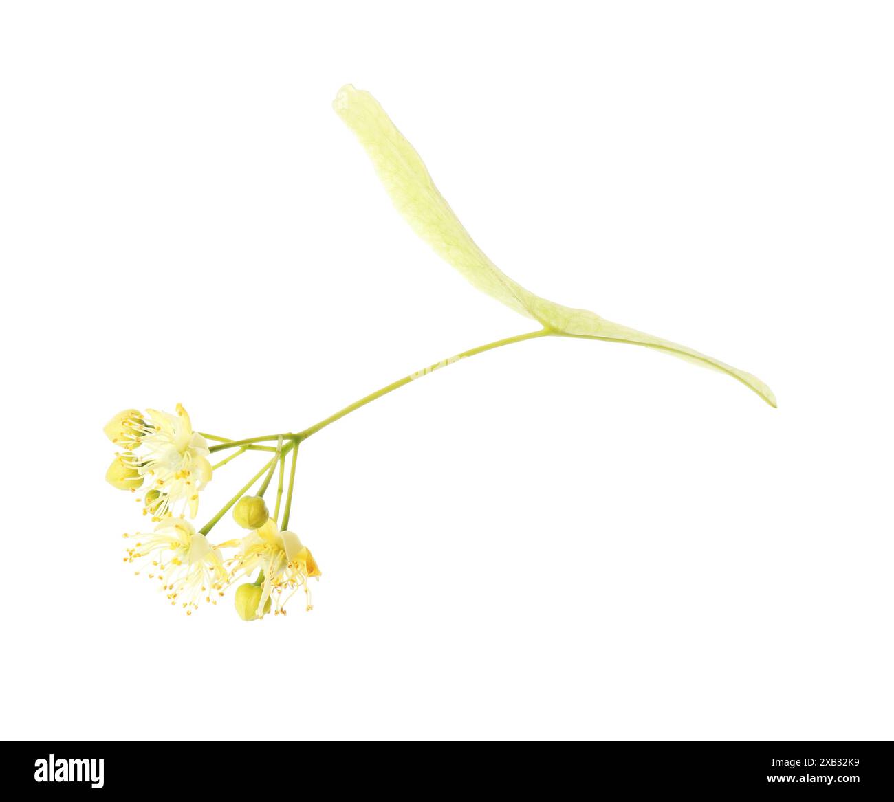 Schöne Lindenblüte isoliert auf weiß Stockfoto