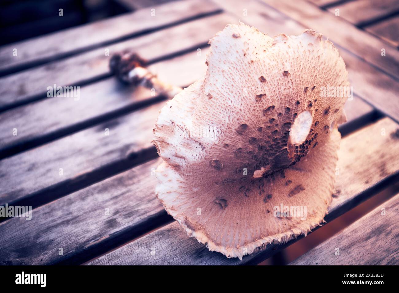 Pilze auf Holztisch gehalten Stockfoto