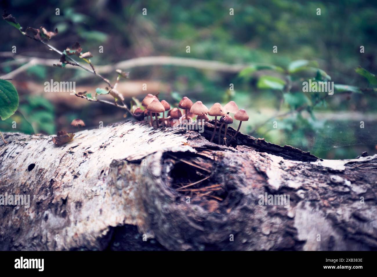 Pilze, die auf Baumstämmen im Wald gezüchtet werden Stockfoto