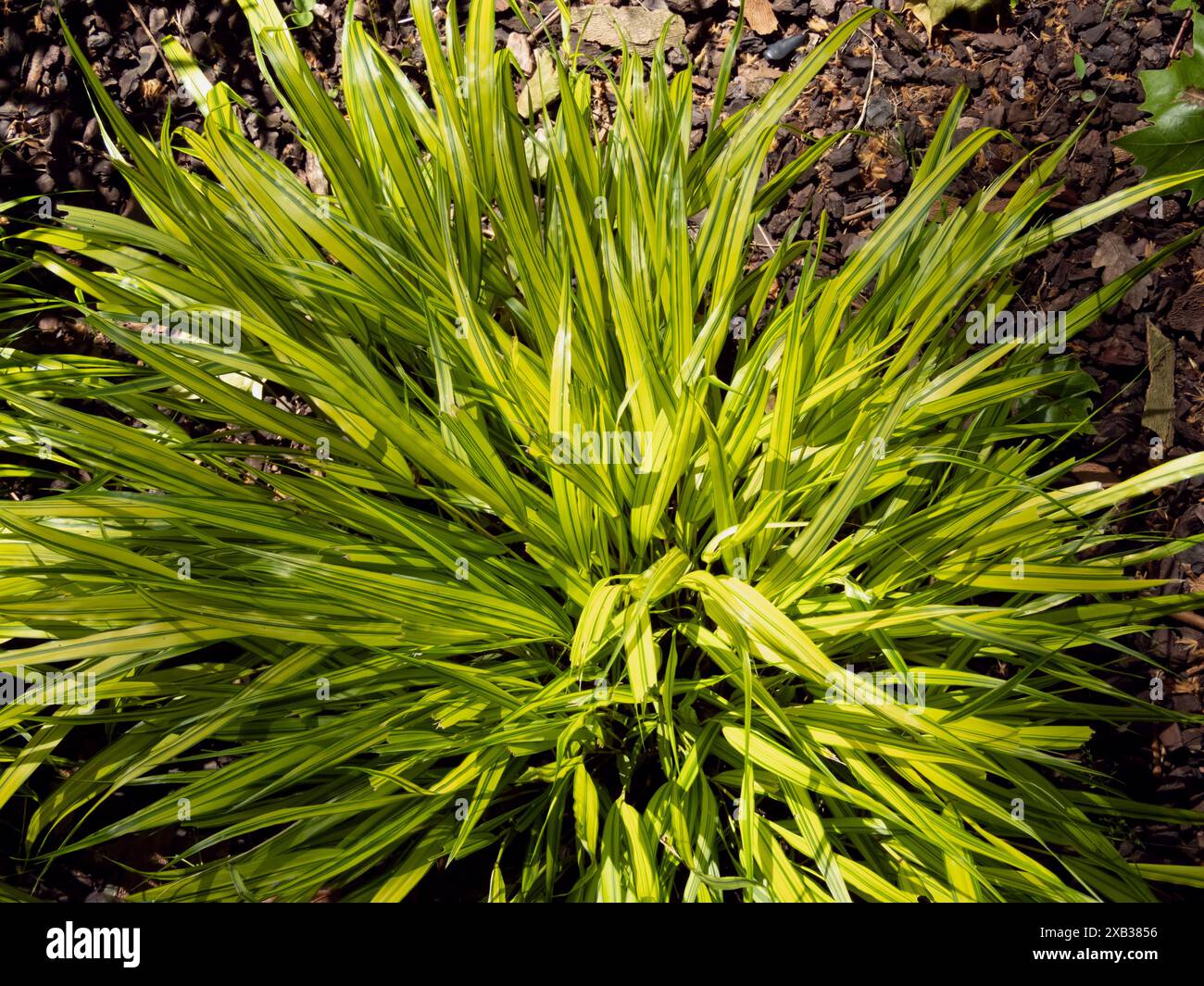 Japanisches Waldgras oder Hakonechloa macra, das Ziergras kaskadiert. Hakone Ziergras hellgrün buntes Laub. Bambus wie Bunc Stockfoto