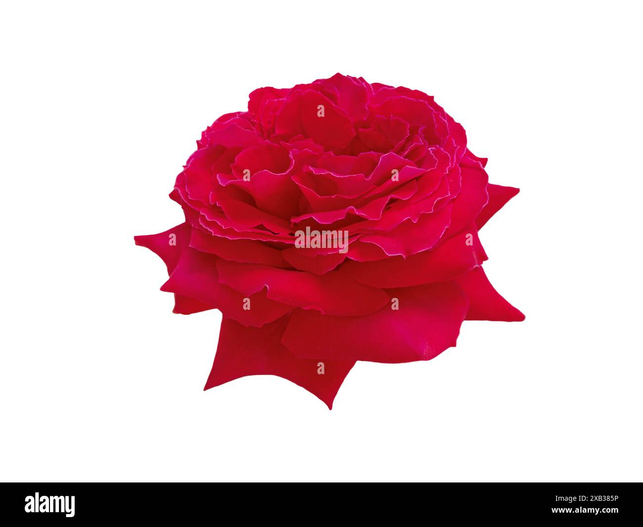 Hellrote Rosenblume isoliert auf weiß. Elegante Hybrid-Tee-Rosenblüte. Stockfoto