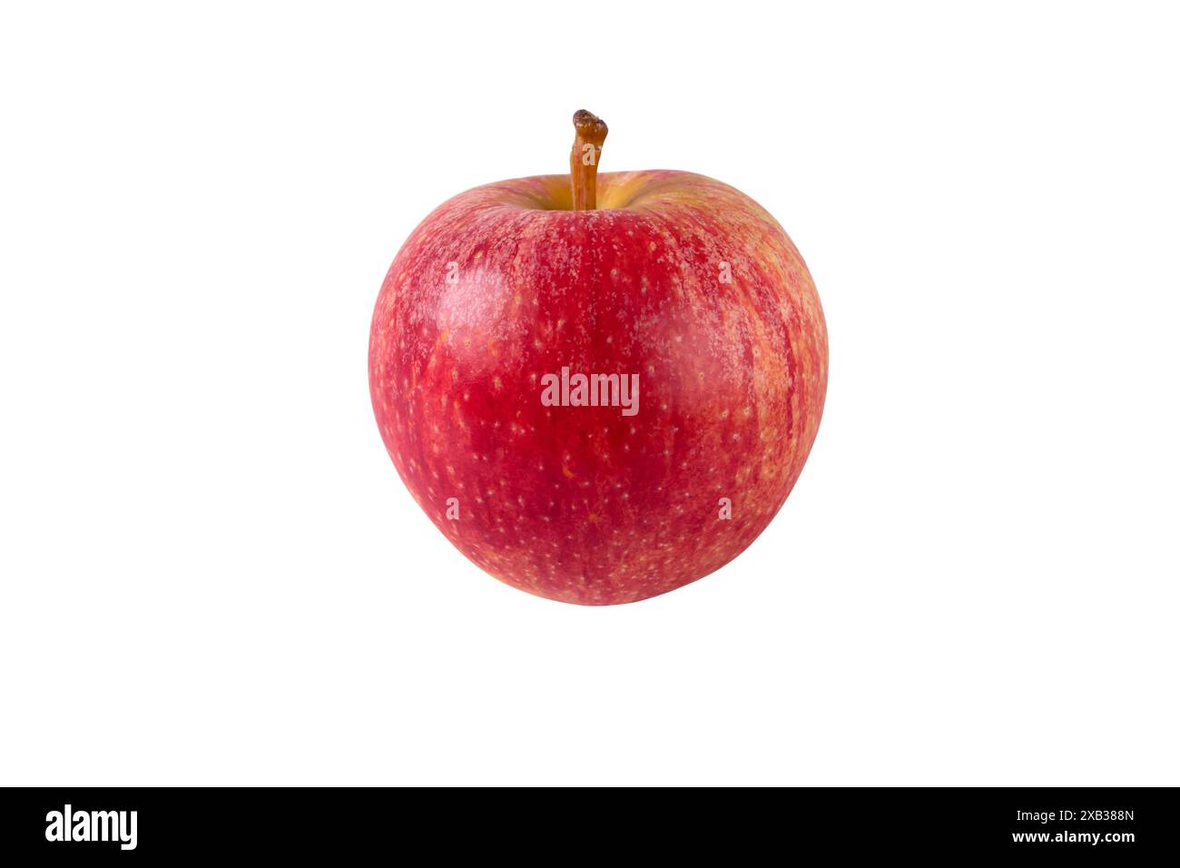 Roter Apfel isoliert auf weiß. Ganze reife Früchte mit Stiel. Gesunde Nahrung und Quelle von Ballaststoffen und Vitaminen. Stockfoto