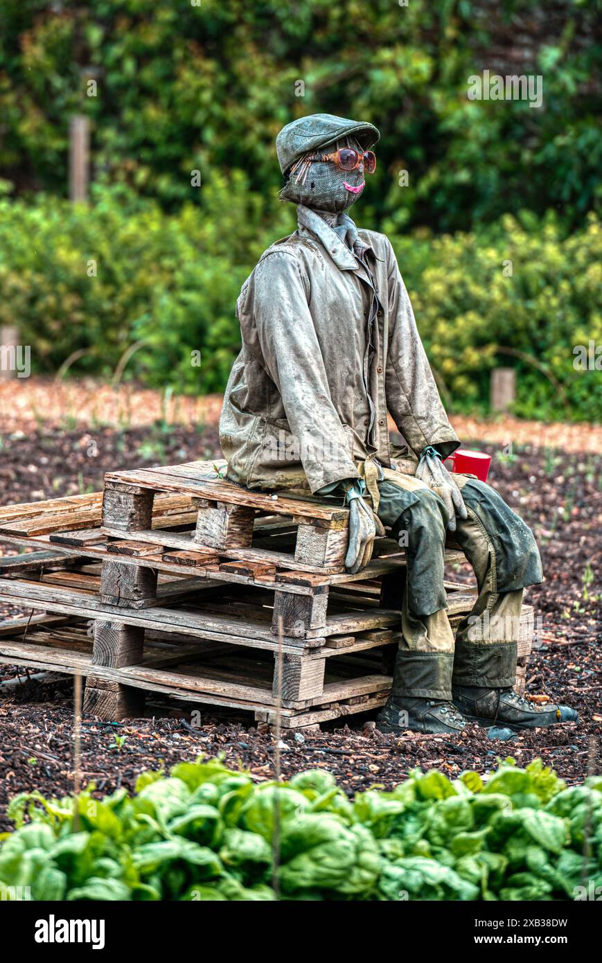 Scarecrow im ummauerten Garten in Hinton Ampner, Hampshire, Großbritannien Stockfoto