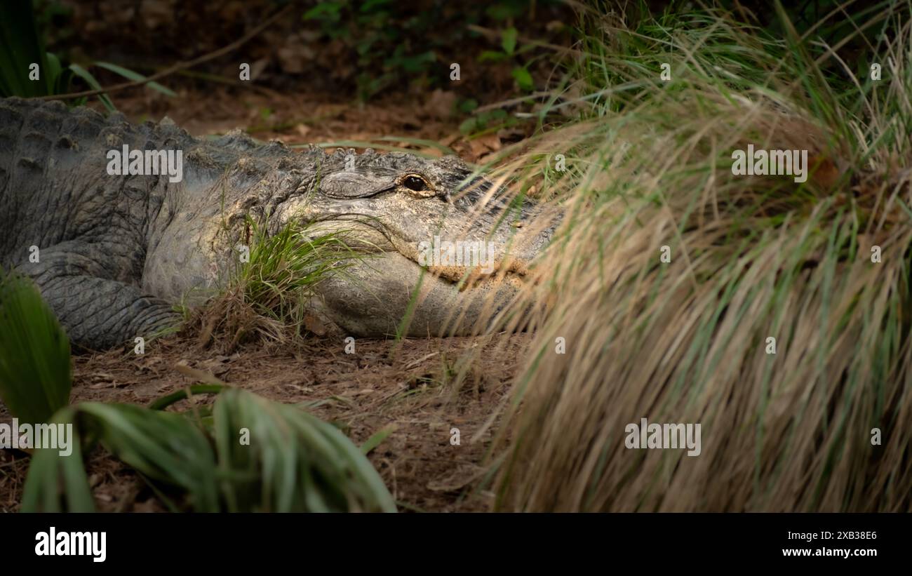 Amerikanischer Alligator ruht im Pinsel und starrt in die Kamera Stockfoto