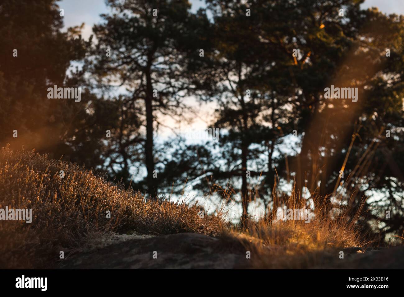 Gras auf dem Berg mit Bäumen im Hintergrund bei Sonnenuntergang Stockfoto