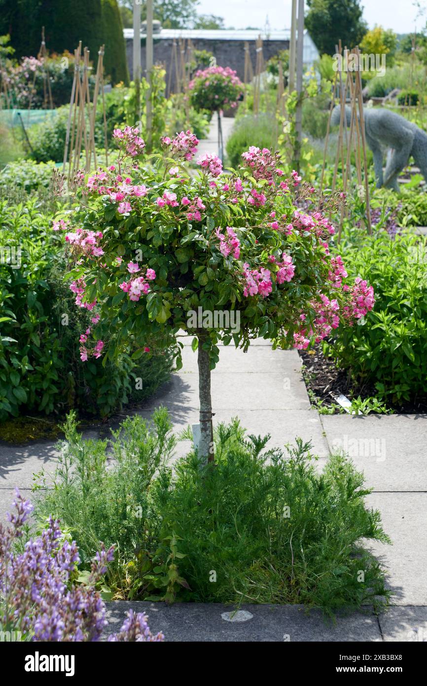 Standard Rose „Ballerina“ Stockfoto