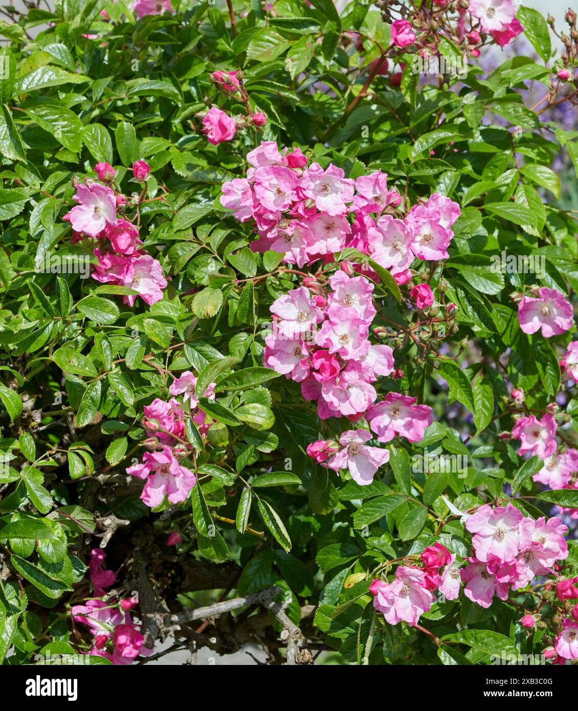 Standard Rose „Ballerina“ Stockfoto