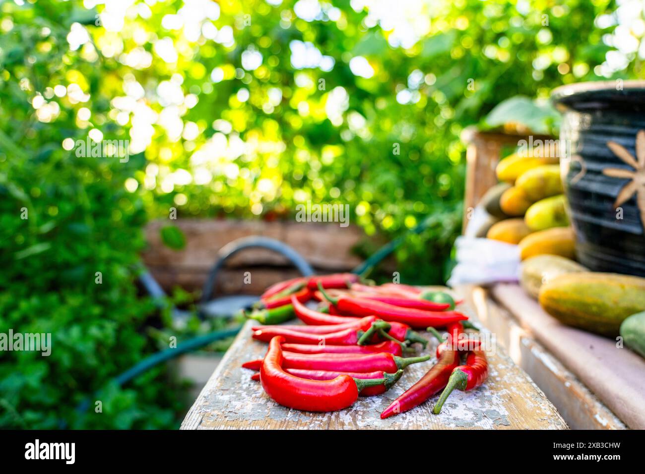 Rote Chilischoten auf Holztisch im Garten Stockfoto