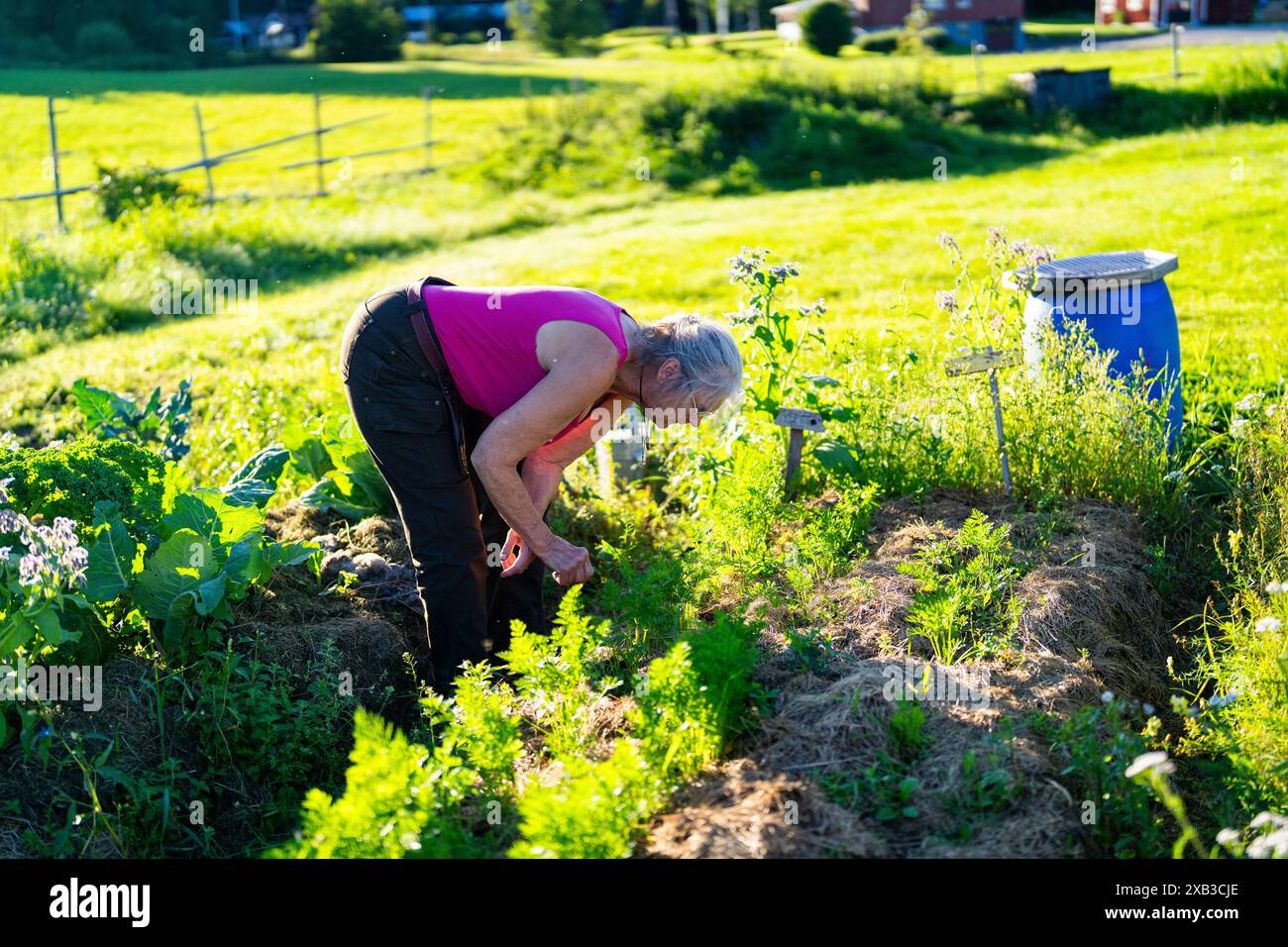 Leitende Bäuerin untersucht Pflanzen, die am sonnigen Tag auf dem Bauernhof wachsen Stockfoto