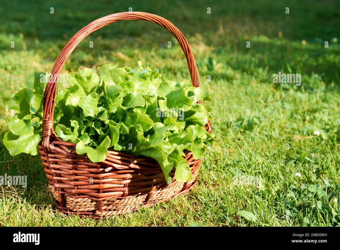 Grüne Eiche, Eisbergsalat, grüner Blattsalat. Salatpflanze, hydroponische Gemüseblätter im Korb. Frische Bio-Pflanzen auf einem Mini-Bauernhof angebaut Stockfoto