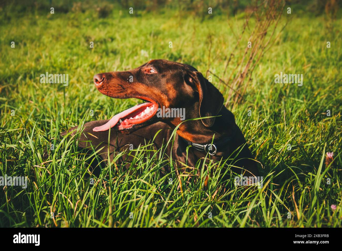 Doberman Pinscher Stockfoto